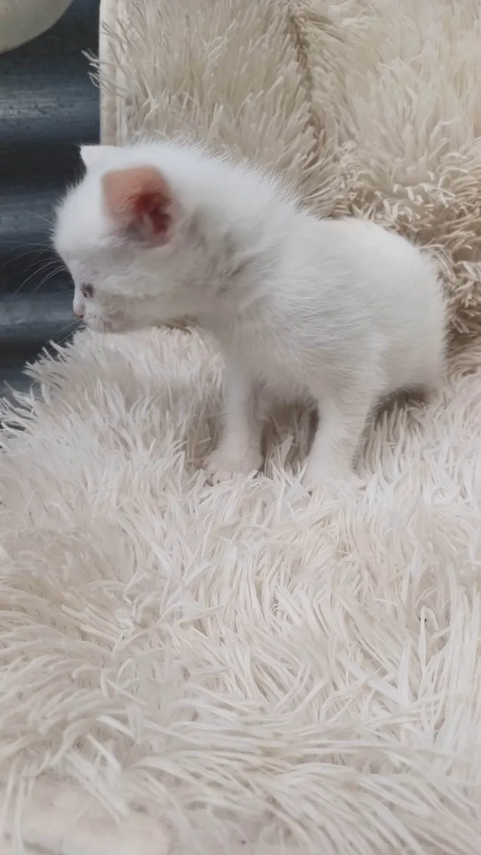 Gato ra a Persa idade Abaixo de 2 meses nome Mix persa branca adocao