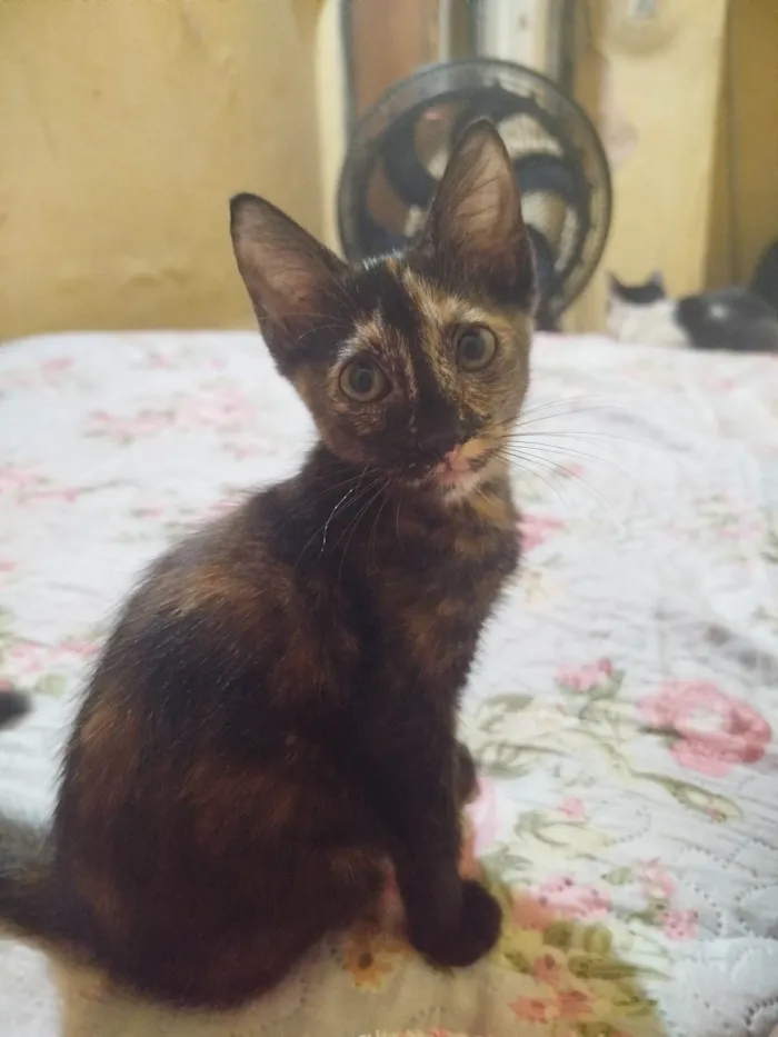 Gato ra a SRD-ViraLata idade 2 a 6 meses nome Neguinha 