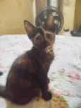 Neguinha