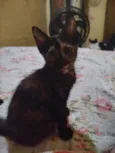 Neguinha