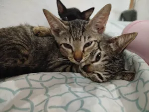 Gato raça SRD-ViraLata idade 2 a 6 meses nome Florzinha 
