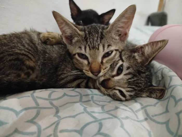 Gato ra a SRD-ViraLata idade 2 a 6 meses nome Florzinha 