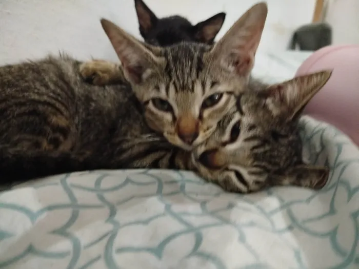 Gato ra a SRD-ViraLata idade 2 a 6 meses nome Florzinha 