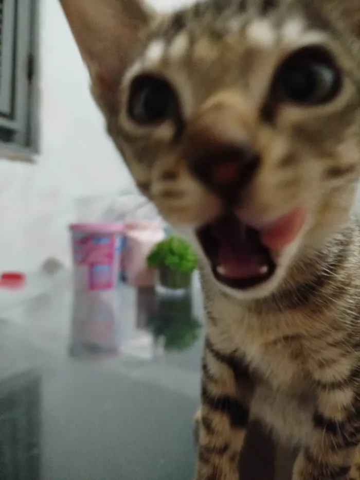 Gato ra a SRD-ViraLata idade 2 a 6 meses nome Florzinha 