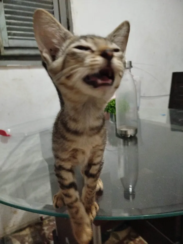 Gato ra a SRD-ViraLata idade 2 a 6 meses nome Florzinha 