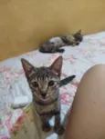 Lindinha 