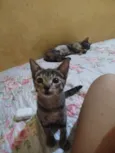 Lindinha 