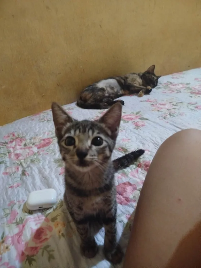 Gato ra a SRD-ViraLata idade 2 a 6 meses nome Lindinha 