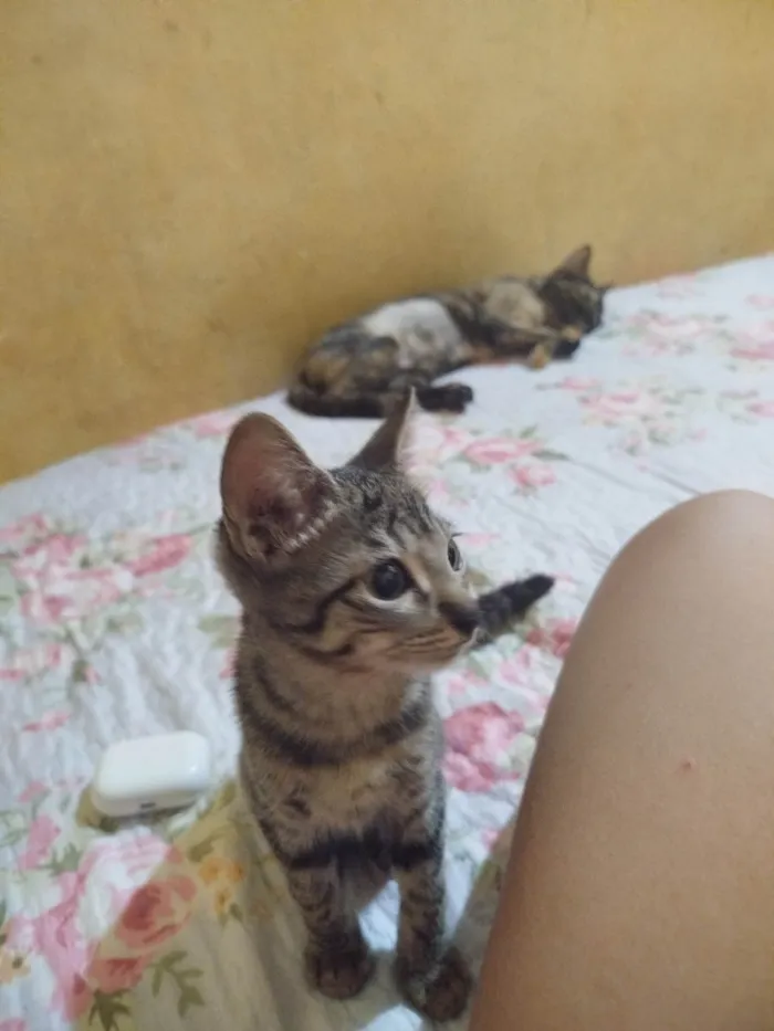 Gato ra a SRD-ViraLata idade 2 a 6 meses nome Lindinha 