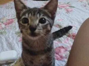 Gato raça SRD-ViraLata idade 2 a 6 meses nome Lindinha 