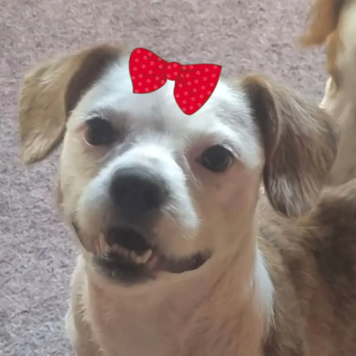 Cachorro ra a Shitzu idade 7 a 11 meses nome Brenda 