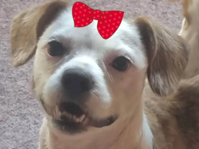 Cachorro ra a Shitzu idade 7 a 11 meses nome Brenda 