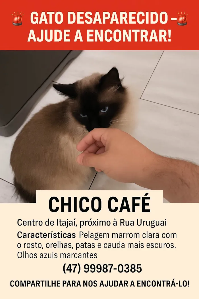 Gato ra a Siamês idade 3 anos nome Chico café 