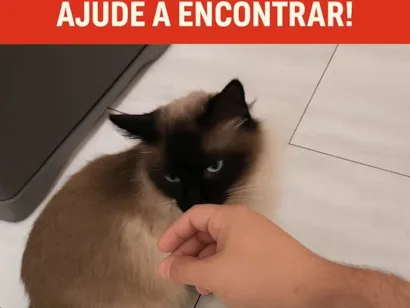 Gato raça Siamês idade 3 anos nome Chico café 