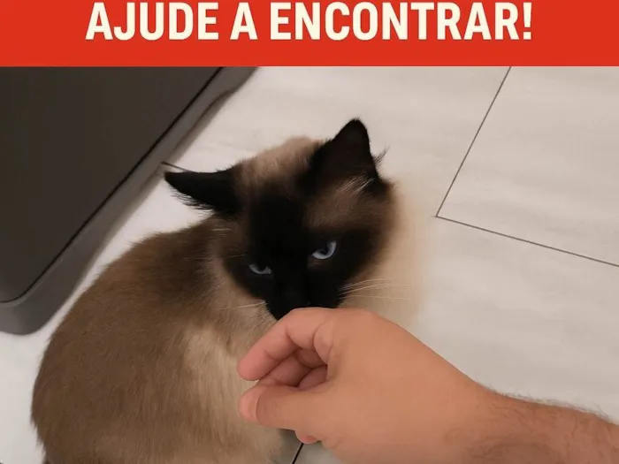 Gato ra a Siamês idade 3 anos nome Chico café 
