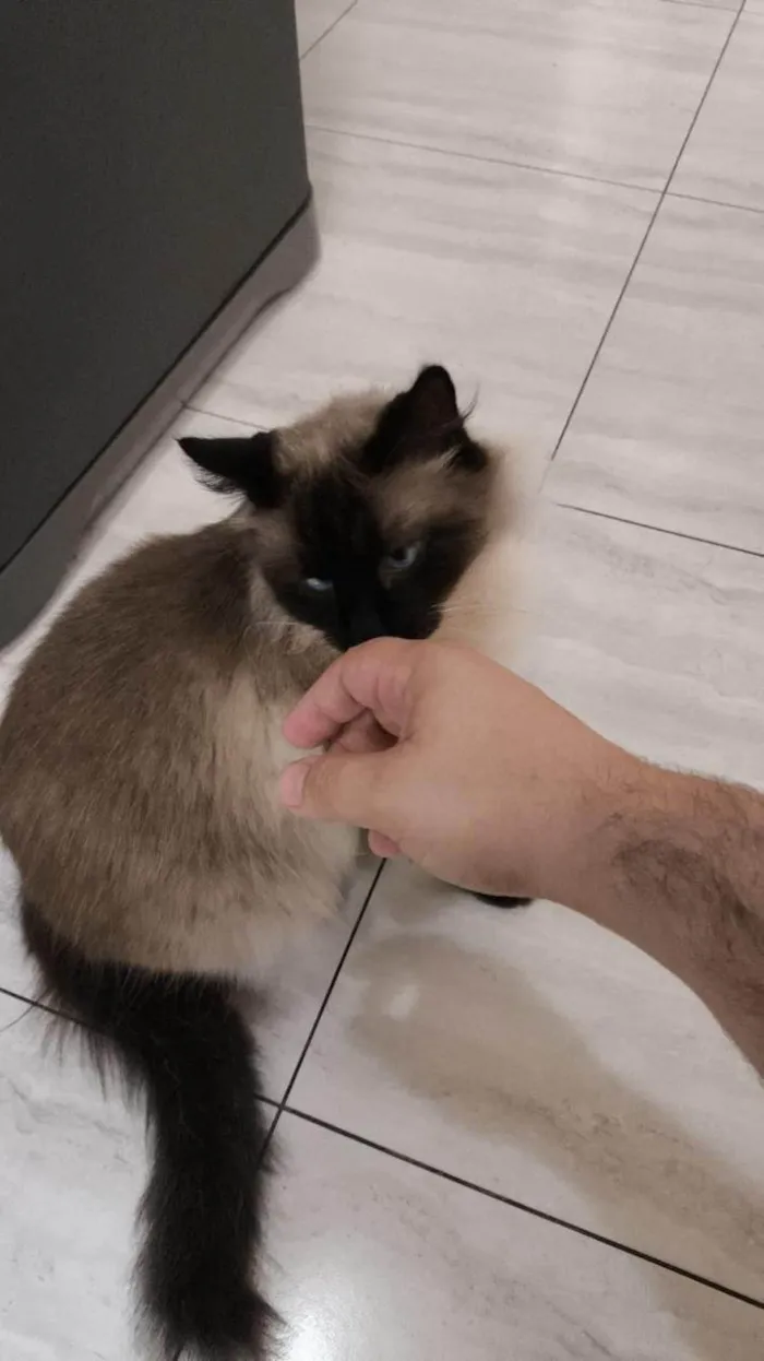 Gato ra a Siamês idade 3 anos nome Chico café 