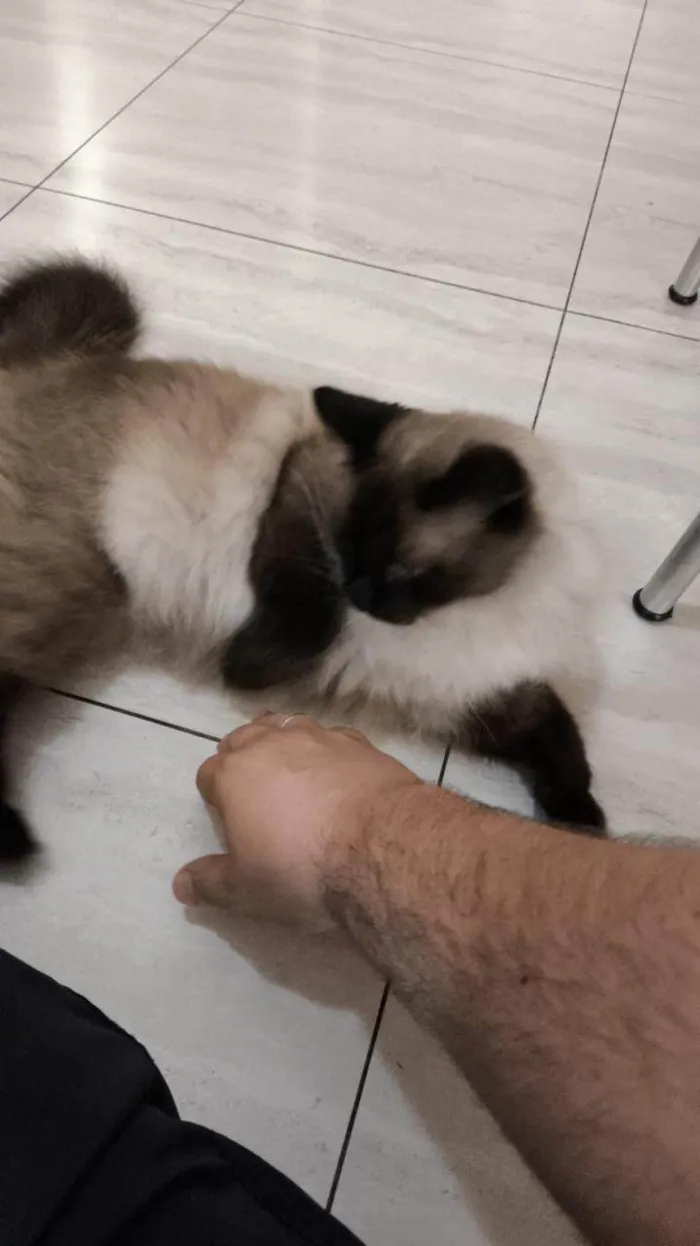 Gato ra a Siamês idade 3 anos nome Chico café 
