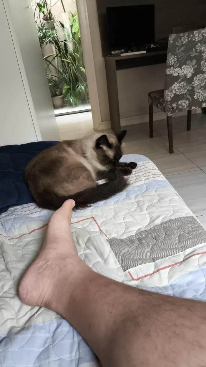 Gato ra a Siamês idade 3 anos nome Chico café 
