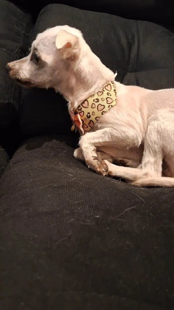 Cachorro ra a Maltês idade 3 anos nome Jady