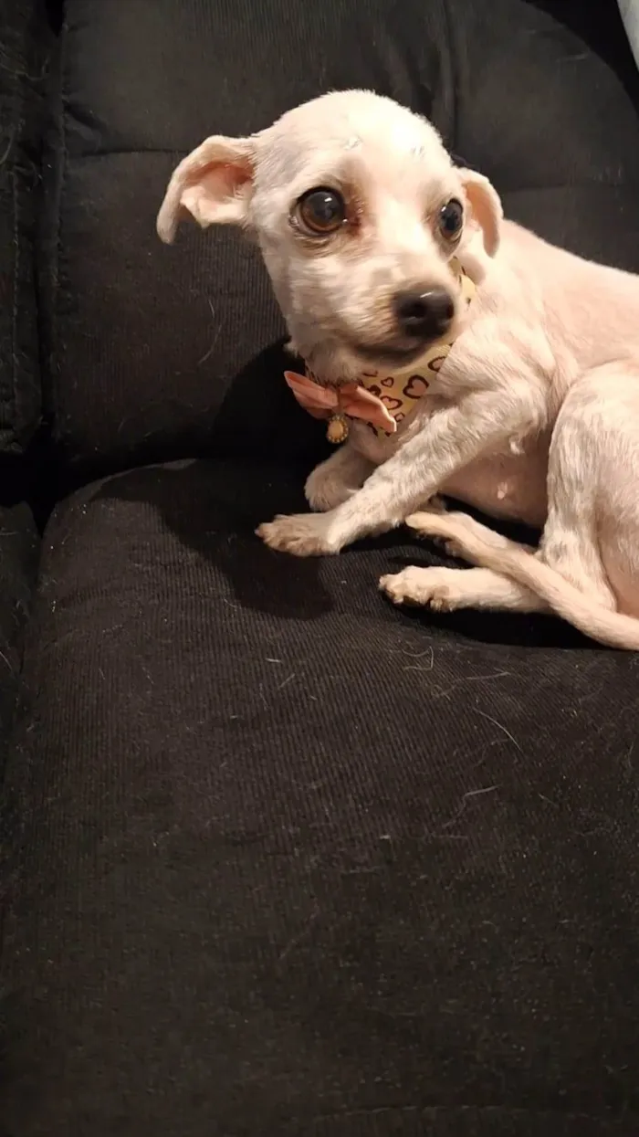Cachorro ra a Maltês idade 3 anos nome Jady