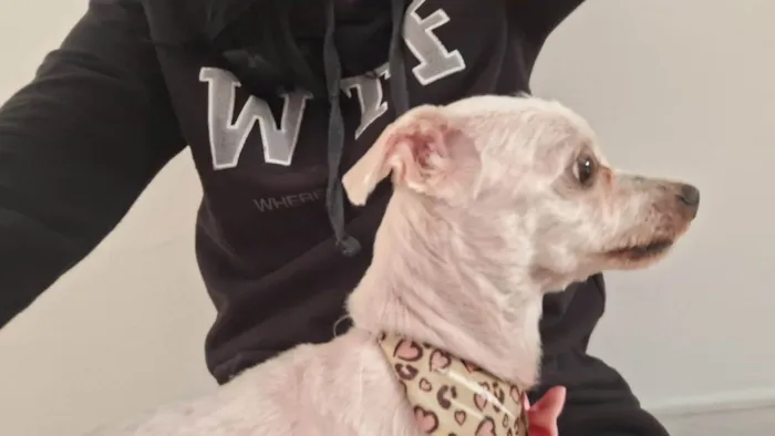 Cachorro ra a Maltês idade 3 anos nome Jady