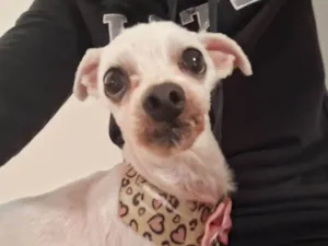 Cachorro raça Maltês idade 3 anos nome Jady