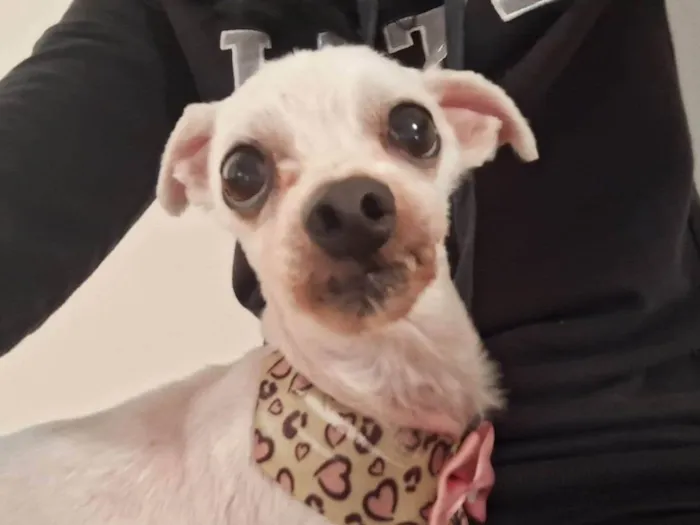 Cachorro ra a Maltês idade 3 anos nome Jady