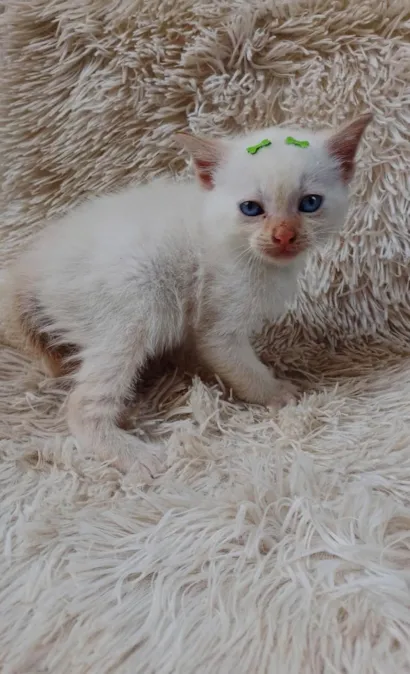 Gato raça Siamês idade Abaixo de 2 meses nome Siames Red point adocao