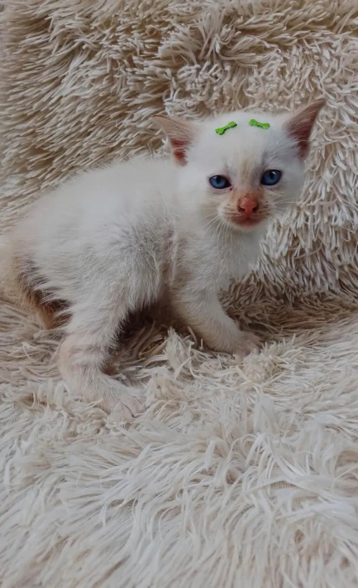 Gato ra a Siamês idade Abaixo de 2 meses nome Siames Red point adocao
