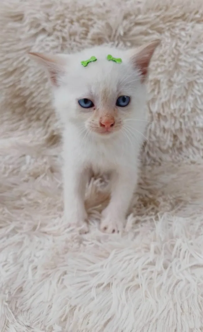 Gato ra a Siamês idade Abaixo de 2 meses nome Siames Red point adocao