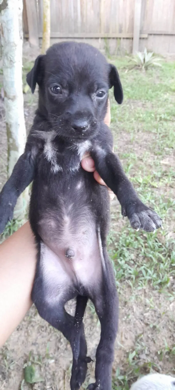 Cachorro ra a SRD-ViraLata idade 2 a 6 meses nome Sem nome