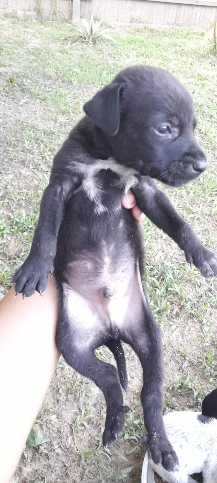 Cachorro ra a SRD-ViraLata idade 2 a 6 meses nome Sem nome