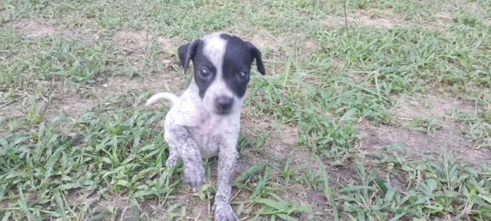 Cachorro ra a SRD-ViraLata idade 2 a 6 meses nome Sem nome