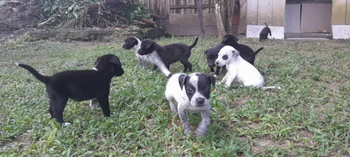 Cachorro ra a SRD-ViraLata idade 2 a 6 meses nome Sem nome