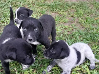 Cachorro raça SRD-ViraLata idade 2 a 6 meses nome Sem nome