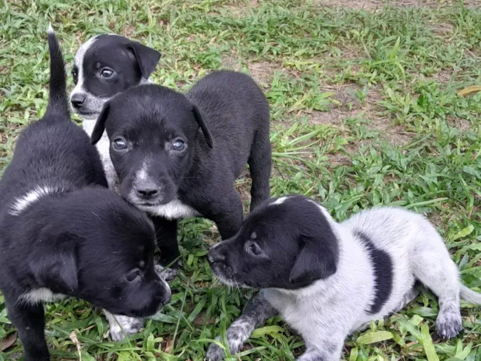 Cachorro ra a SRD-ViraLata idade 2 a 6 meses nome Sem nome