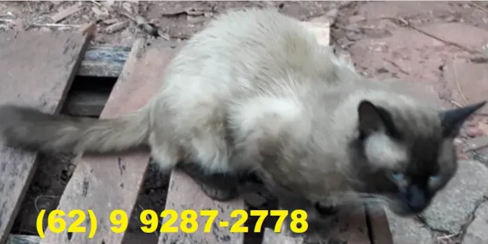 Gato ra a Siamês idade 6 ou mais anos nome Floquinho
