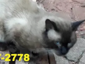 Gato raça Siamês idade 6 ou mais anos nome Floquinho