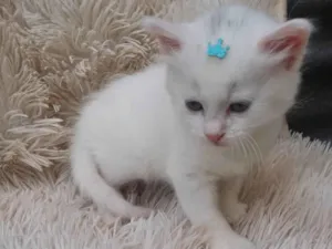 Gato raça Persa idade Abaixo de 2 meses nome Mix persa branco adocao