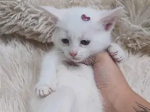 Gato raça Persa idade Abaixo de 2 meses nome Mix persa branca adocao