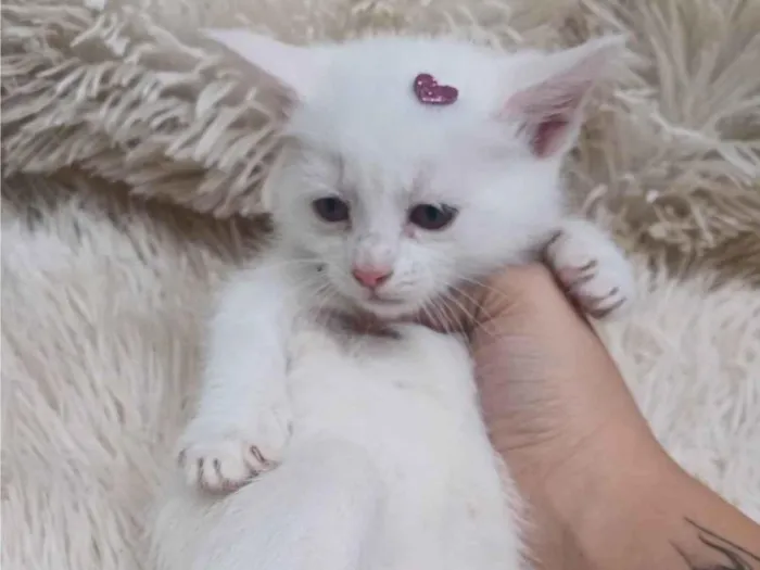 Gato ra a Persa idade Abaixo de 2 meses nome Mix persa branca adocao