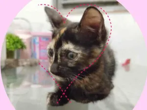Gato raça SRD-ViraLata idade 2 a 6 meses nome Neguinha 