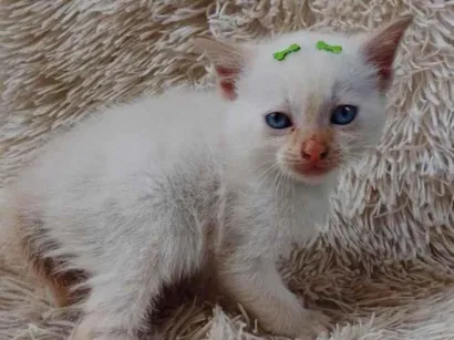 Gato raça Siamês idade Abaixo de 2 meses nome Siames Red point adocao