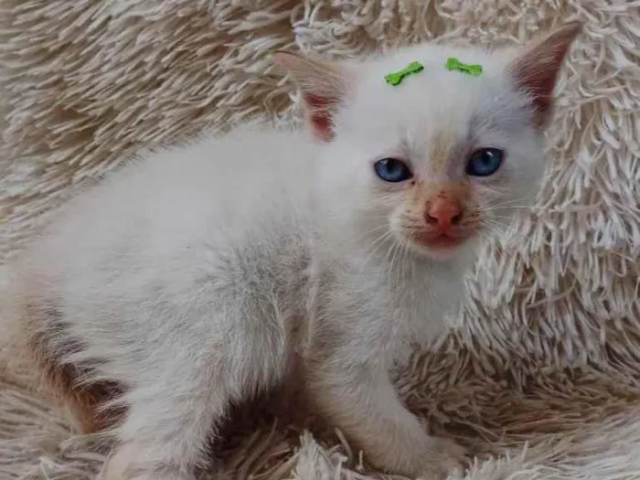 Gato ra a Siamês idade Abaixo de 2 meses nome Siames Red point adocao