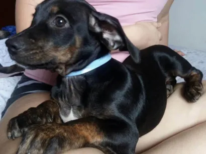 Cachorro raça SRD-ViraLata idade 2 a 6 meses nome Filhotes para adoção 