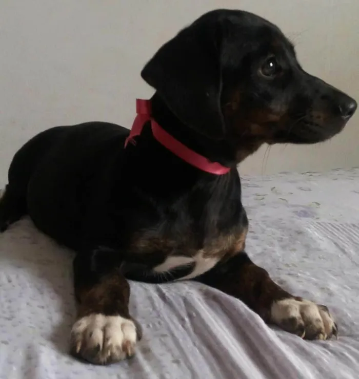 Cachorro ra a SRD-ViraLata idade 2 a 6 meses nome Filhotes para adoção 