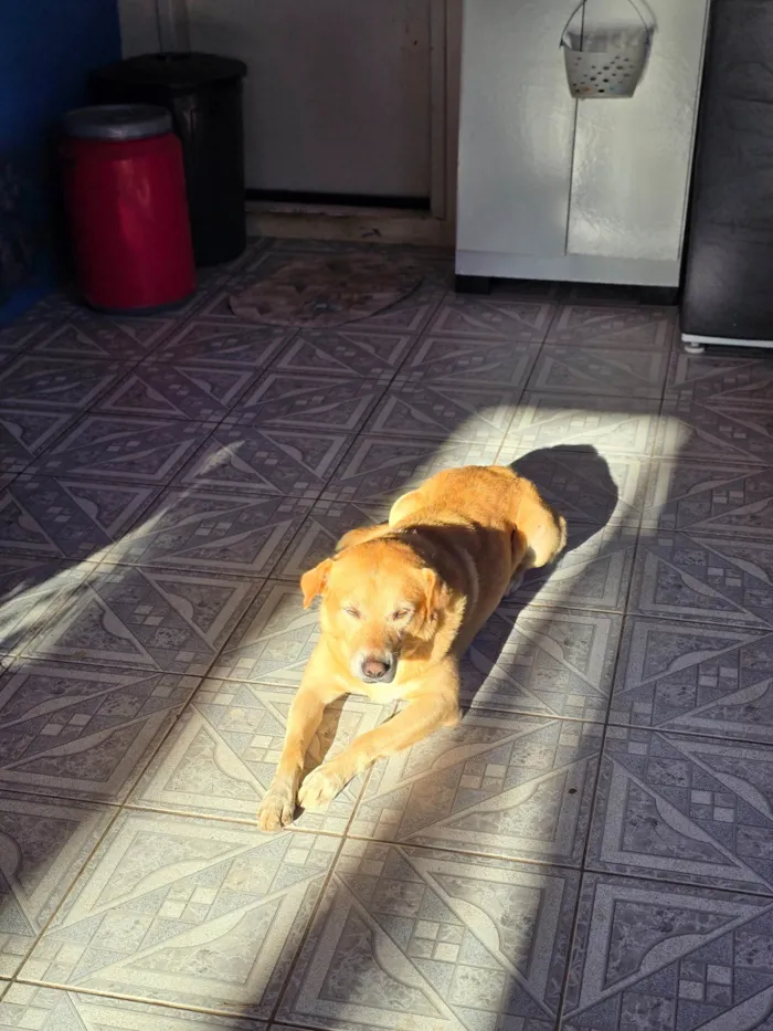 Cachorro ra a SRD-ViraLata idade 4 anos nome Thor 
