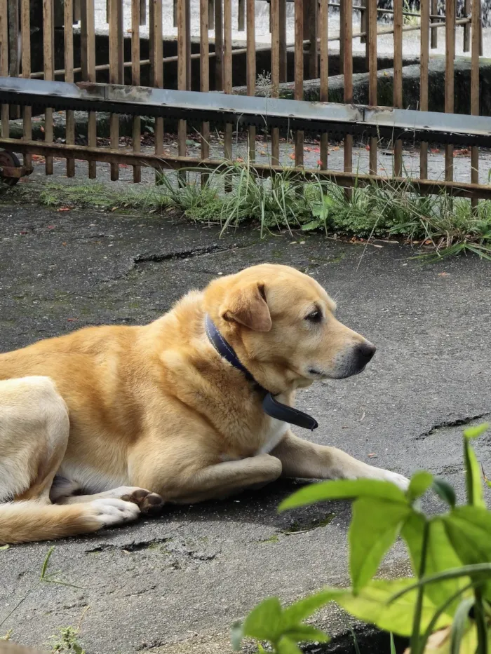 Cachorro ra a SRD-ViraLata idade 4 anos nome Thor 
