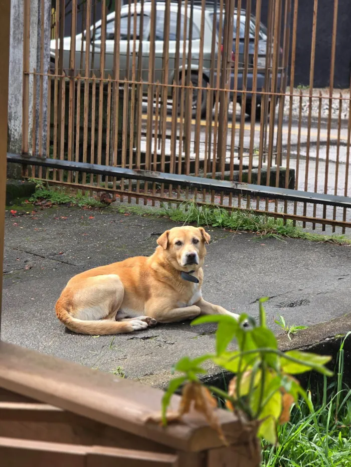 Cachorro ra a SRD-ViraLata idade 4 anos nome Thor 