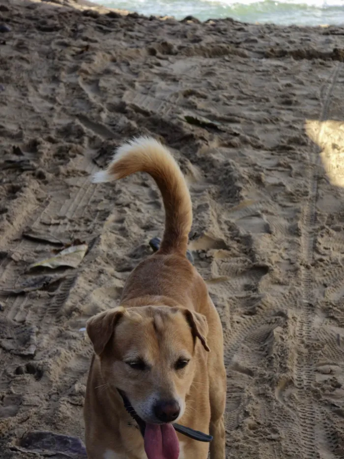 Cachorro ra a SRD-ViraLata idade 4 anos nome Thor 